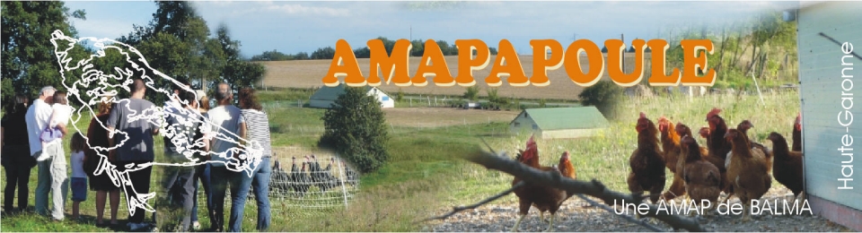 bandeau amapapoule